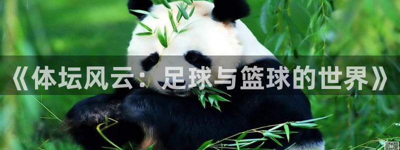 98体育官网：《体坛风云：足球与篮球的世界》